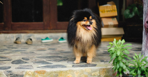 Where to buy Joint Aid for Dogs cheapest in the UK