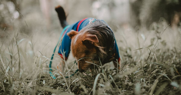 The best joint supplement for mantrailing and scent-work dogs