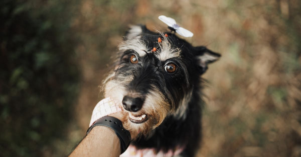 The best joint supplement for a dog with toe arthritis
