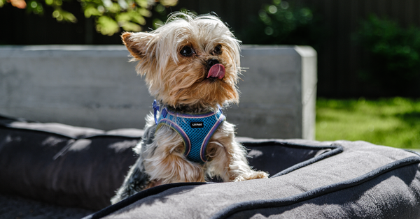 Nutraquin+ vs Antinol: which is right for your dog?