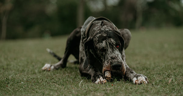 Joint supplements for Great Dane puppies: when to start and what to use
