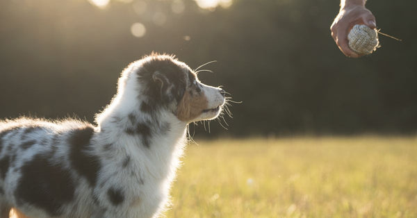 The best joint supplement for a dog with panosteitis