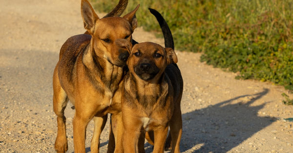 Crossbreeds and joint health: doodles, poos and more