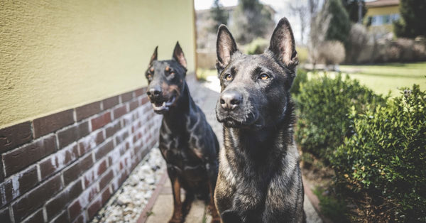 Does breed size affect joint health?