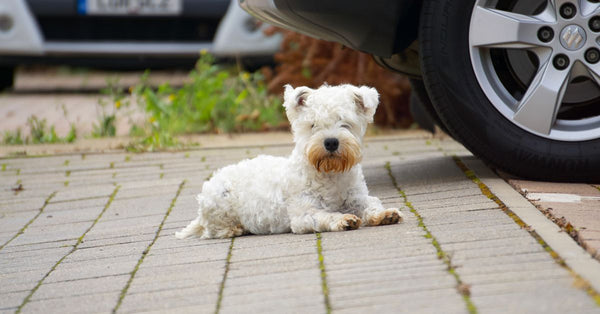 Is your West Highland Terrier at risk of joint problems?