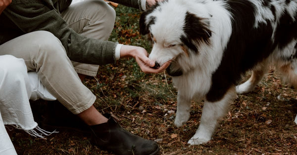 The best Zesty Paws alternatives in the UK