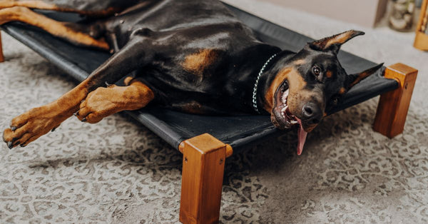 Joint supplements for Dobermann puppies: when to start and what to use