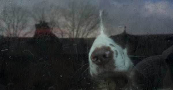 The UK's most popular dog breeds, ranked