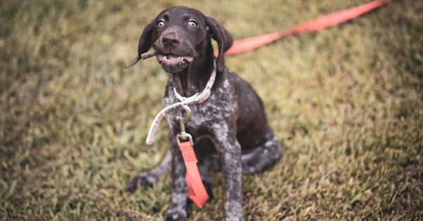 Flexadin vs Cosequin: which is right for your dog?