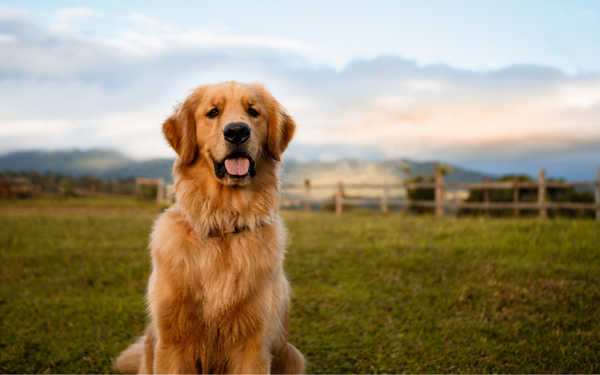 The best joint supplement for Golden Retrievers