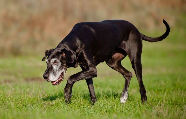 Arthritis in dogs: Symptoms, causes and management