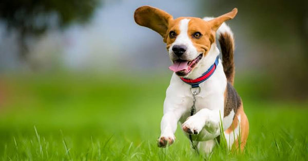 The best joint supplement for Beagles