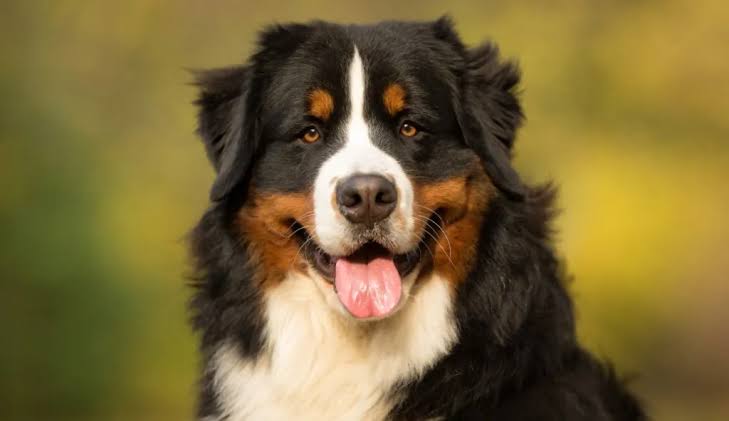 The best joint supplement for Bernese Mountain Dogs