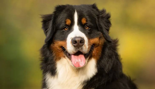 The best joint supplement for Bernese Mountain Dogs