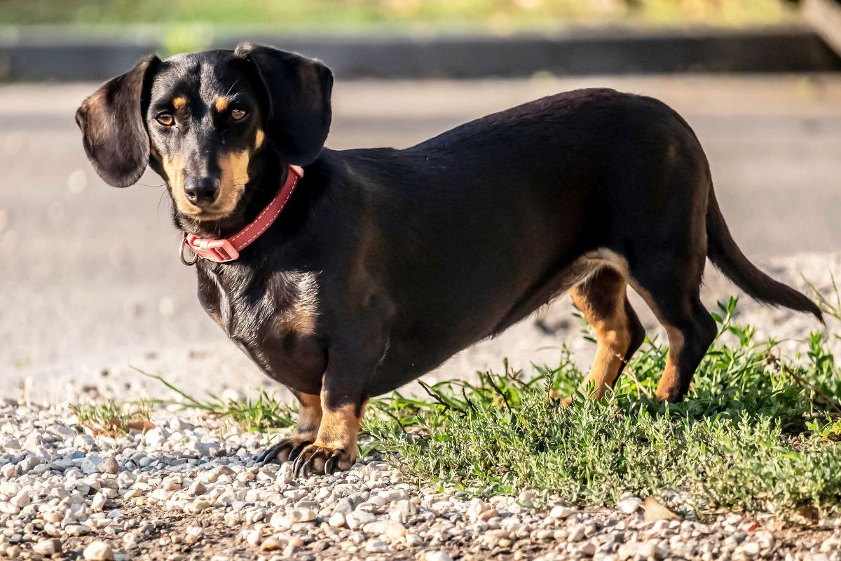 IVDD in Dachshunds: Protecting your dog's back