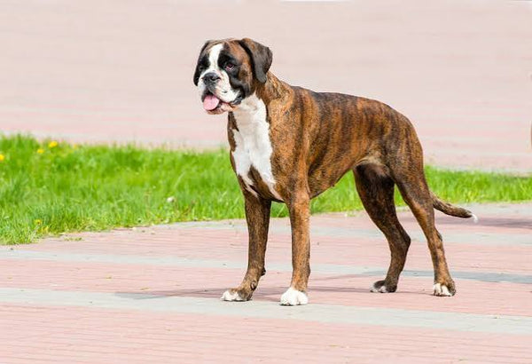 The best joint supplement for Boxers