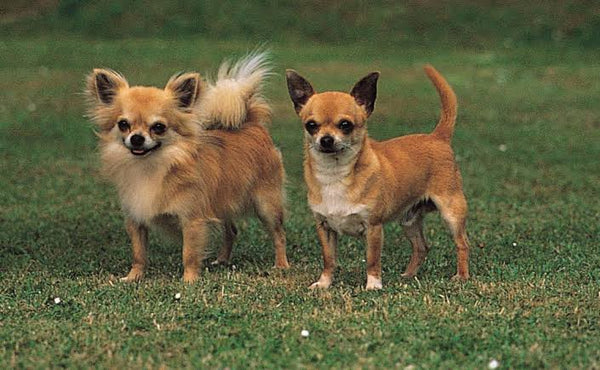The best joint supplement for Chihuahuas