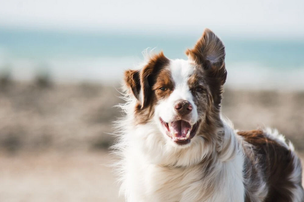 The best joint supplement for Border Collies