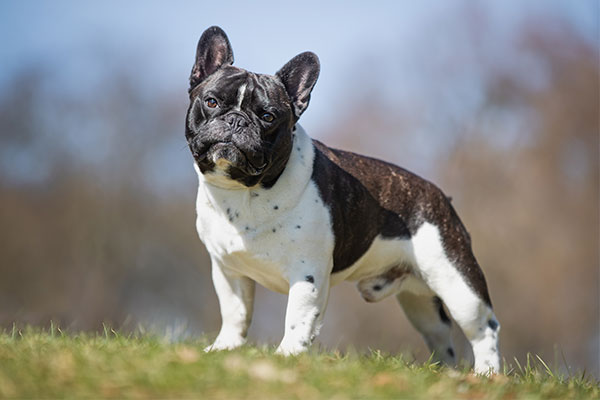 The best joint supplement for French Bulldogs