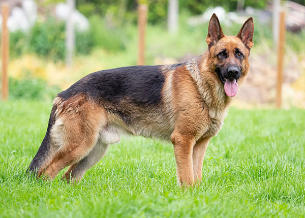 Joint problems in German Shepherds