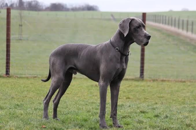 The best joint supplement for Great Danes