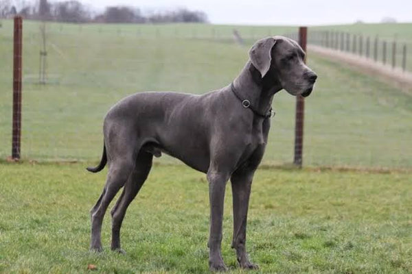 The best joint supplement for Great Danes