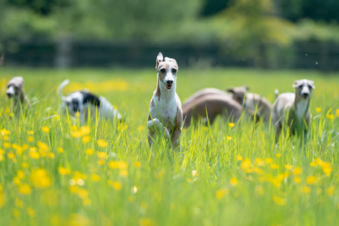 The best joint supplement for Weimaraners