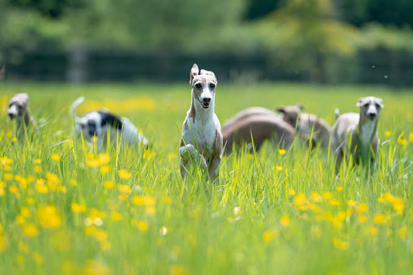 The best joint supplement for Weimaraners