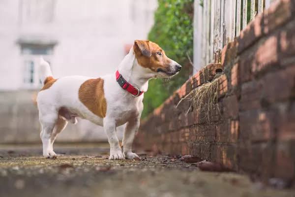 The best joint supplement for Jack Russells