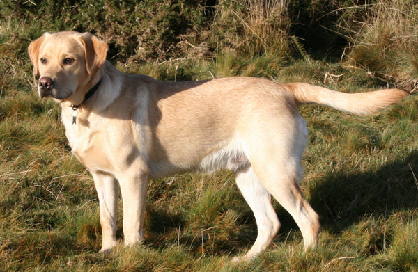 Joint problems in Labradors Medpaw