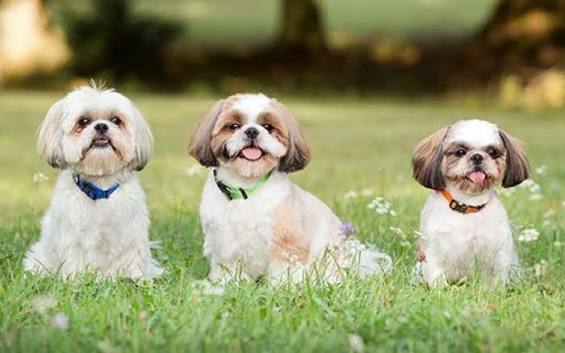 The best joint supplement for Shih Tzus