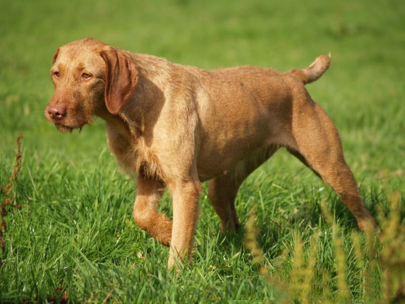 The best joint supplement for Vizslas
