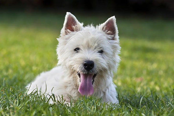 The best joint supplement for West Highland Terriers