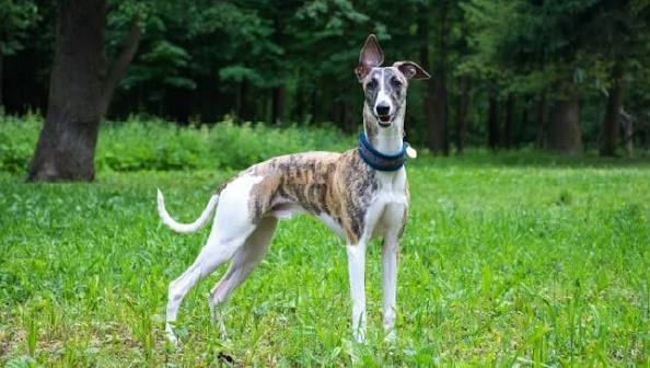 The best joint supplement for Whippets