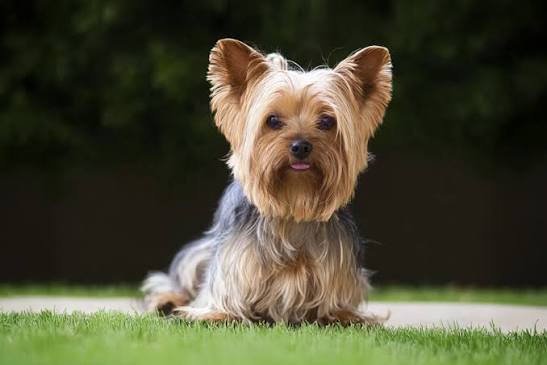The best joint supplement for Yorkshire Terriers