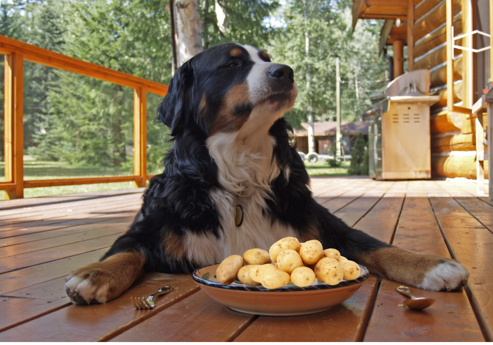 Are potatoes OK for dogs in moderation?