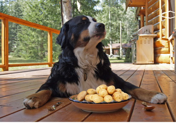 Are potatoes OK for dogs in moderation?