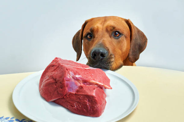 Beef for dogs: benefits and serving size