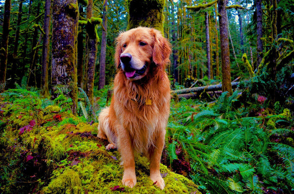 Photograph of a an old dog in a sunlit forest with lush greenery.