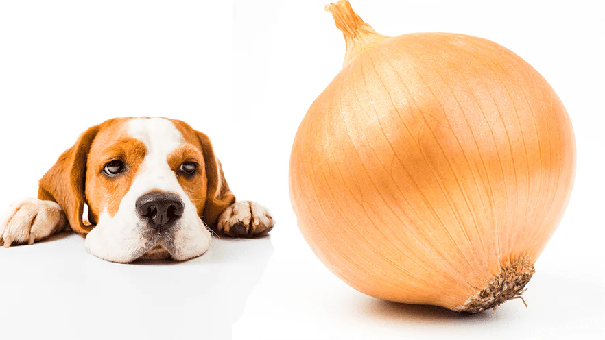 My dog ate onions: what should I do?