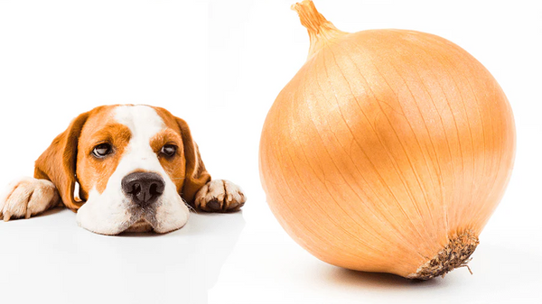 My dog ate onions: what should I do?