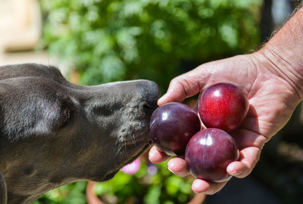 Why plums can be dangerous for dogs