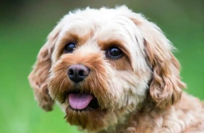 The best joint supplement for Cavapoos