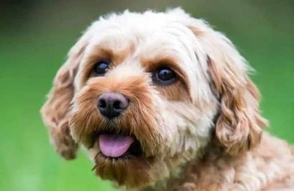 The best joint supplement for Cavapoos