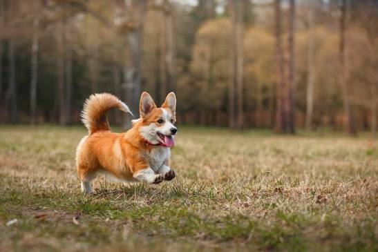 The best joint supplement for Corgis