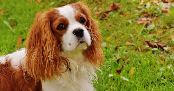 Adorable Cavalier King Charles Spaniel posing happily outdoors on green grass.