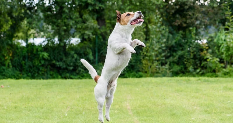 Why does my dog bunny-hop?