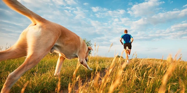 Running with your dog: How to start safely