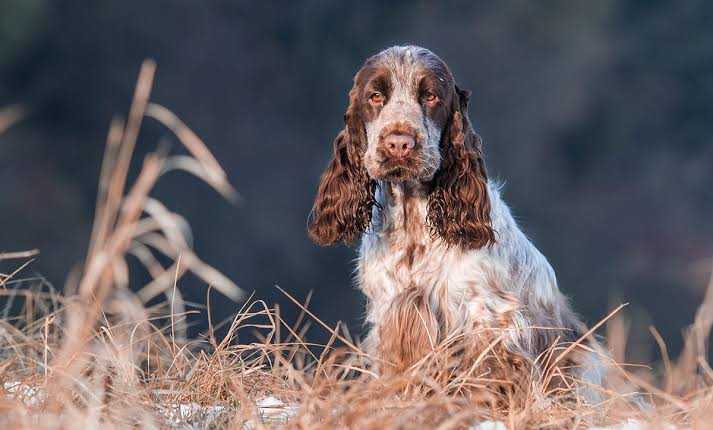 The best joint supplement for Cocker Spaniels