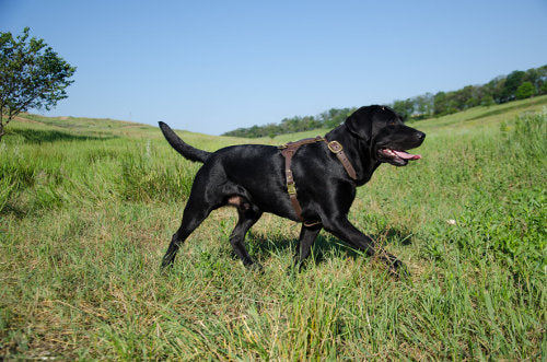 Protecting your large-breed puppy's growing joints